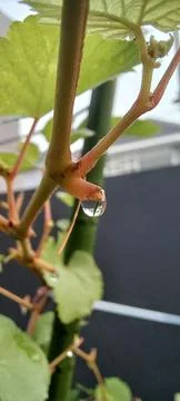 Dew drops on one of the grape vines Stock Photos