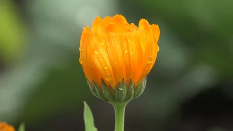 Dew drops on orange flower on green summer meadow background Stock Footage