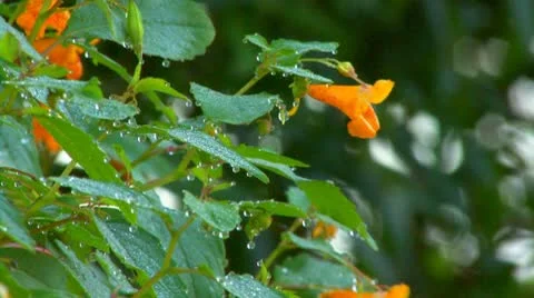 Dew drops on orange flowers; part 1 Stock Footage 8924154