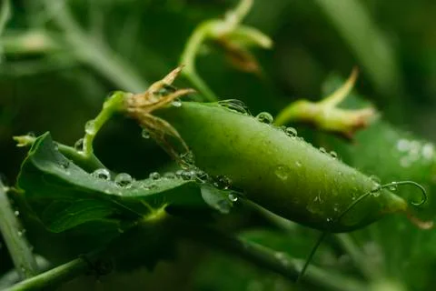 Dew drops on peas Stock Photos