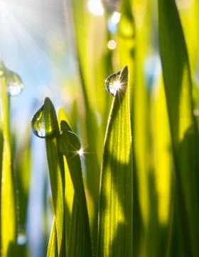 Dew drops 스톡 사진