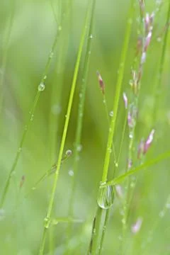 Dew Drops Stock Photos