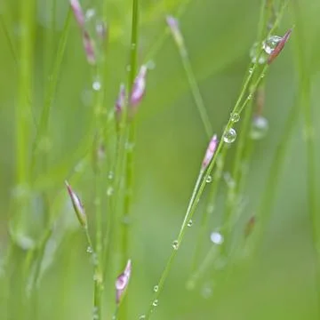 Dew Drops Stock Photos