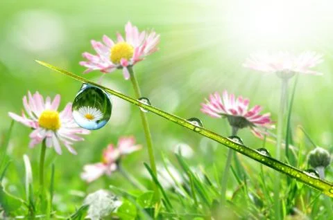 Dew drops Stock Photos