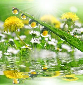 Dew drops Stock Photos