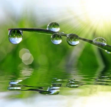 Dew drops Stock Photos