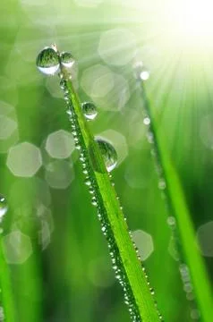 Dew drops Stock Photos