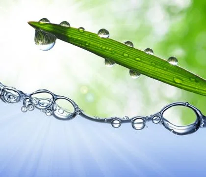  dew drops Stock Photos