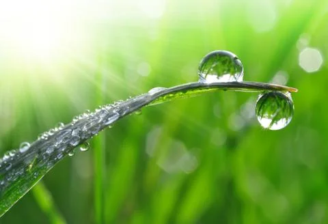 Dew drops Stock Photos