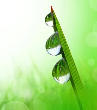 Dew drops  Stock Photos