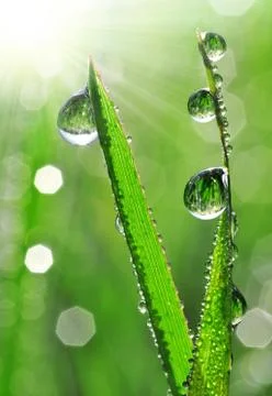 Dew drops Stock Photos