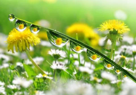  dew drops Foto stock