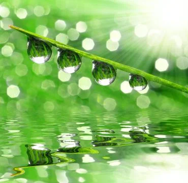  dew drops Stock Photos