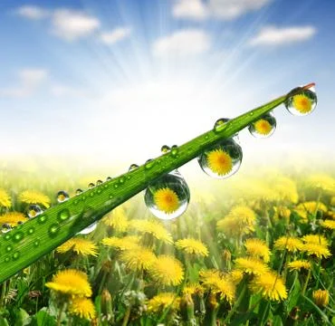 Dew drops Stock Photos