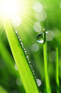 Dew drops  Foto stock