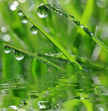 Dew drops  Stock Photos