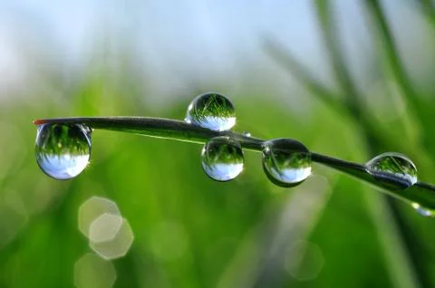 Dew drops Stock Photos