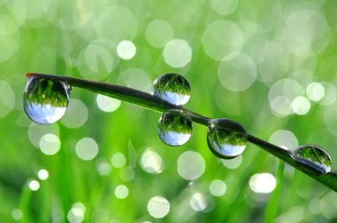 Dew drops Foto stock