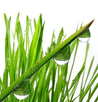 Dew drops  Stock Photos