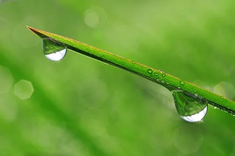 Dew drops Foto stock