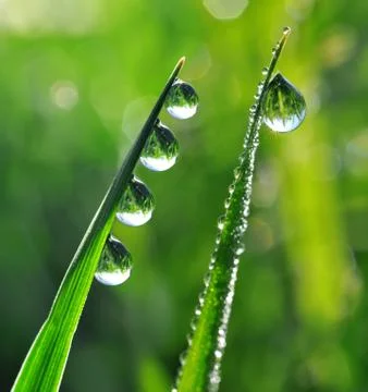 Dew drops Stock Photos