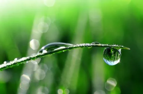  dew drops  Stock Photos