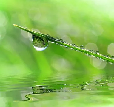 Dew drops Stock Photos