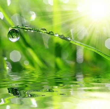 Dew drops Stock Photos