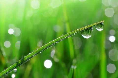 Dew drops  Stock Photos