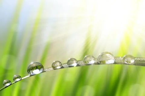 Dew drops Stock Photos