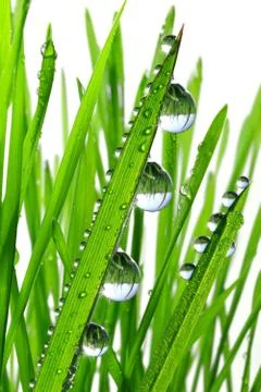 Dew drops Stock Photos