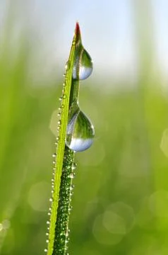 Dew drops Stock Photos