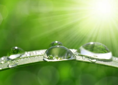 Dew drops Stock Photos