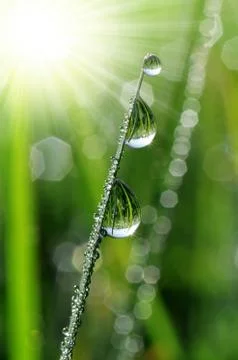 Dew drops Stock Photos