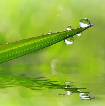 Dew drops Stock Photos