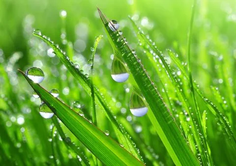 Dew drops Foto stock