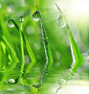 Dew drops Stock Photos