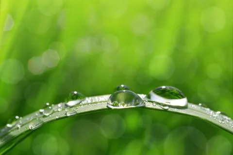 Dew drops Foto stock