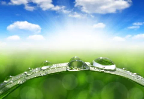 Dew drops Stock Photos