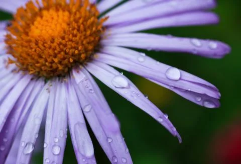 Dew drops Stock Photos
