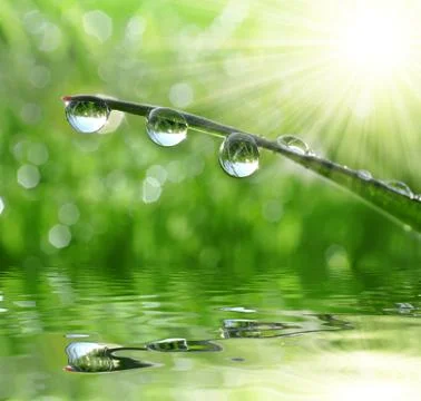 Dew drops Foto stock