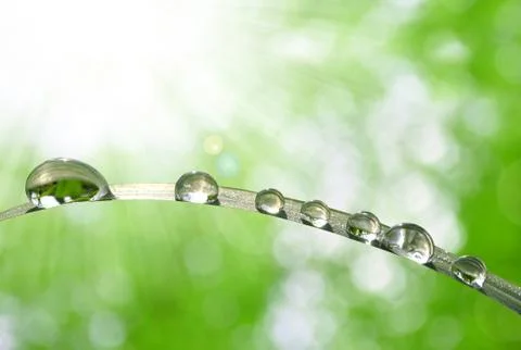 Dew drops Foto stock