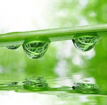 Dew drops Stock Photos