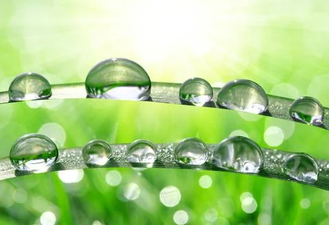 Dew drops Stock Photos