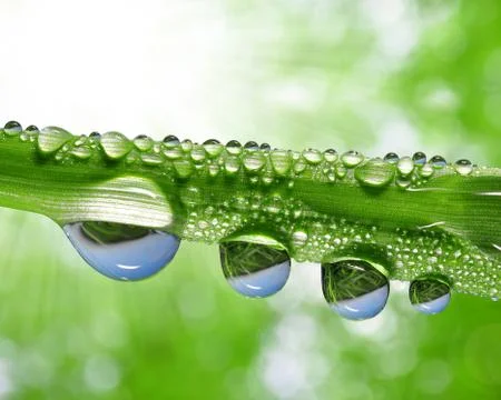 Dew drops Stock Photos