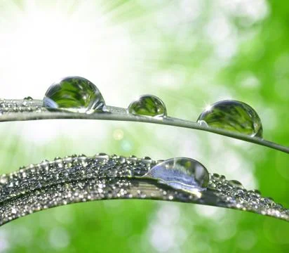 Dew drops Stock Photos