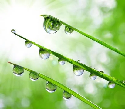 Dew drops Foto stock