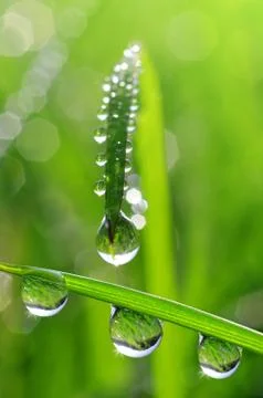 Dew drops Stock Photos