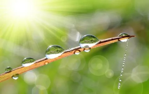  dew drops  Stock Photos