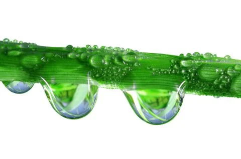 Dew drops Stock Photos